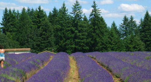 Essential Oils – Quality & Personal Fit