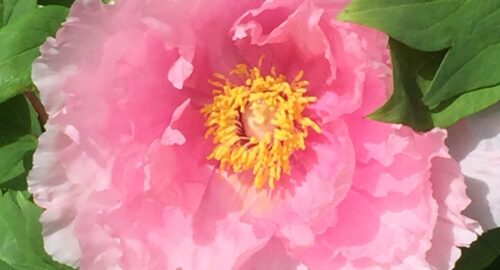 Natural Immune Boost by Joe Dispenza