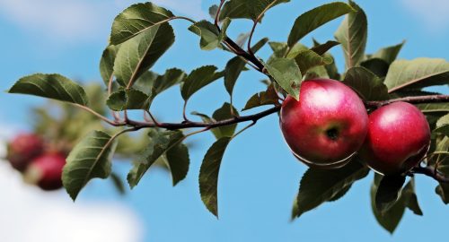 Healthy Holiday Season