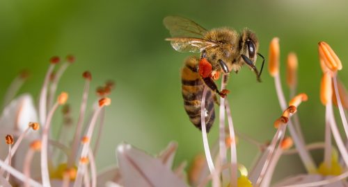 Honey: for Great Taste & Health