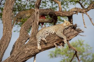 leopard napping in tree