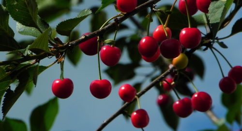 Enjoy Cherries?