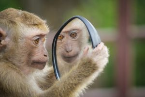 Monkey looking in mirror