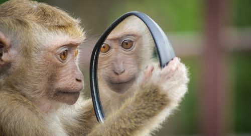 Thinking about Inflammation due to Food & Toxins