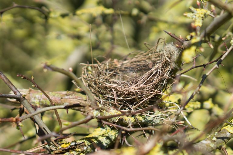 birds nest