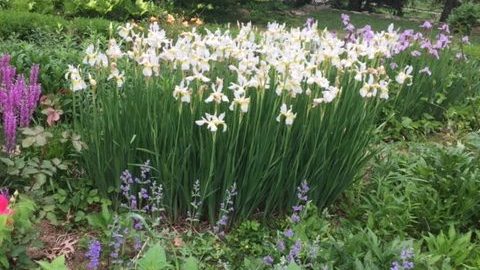 white lillies in bloom