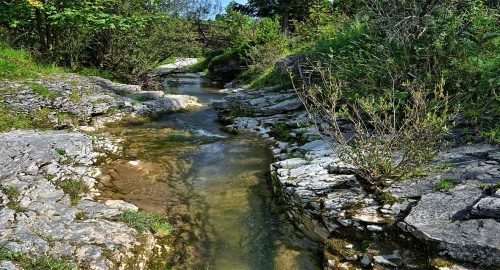 Stream with rocks shrubs on each side