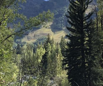 aspen trees