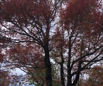 tree fall MaineIMG_0053